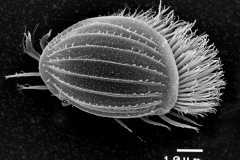 Euplotes_charon_low