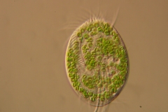 F.Erra Euplotes daidaleos ( DIC)
