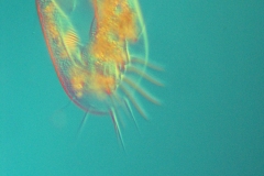 F.Erra Euplotes eurystomus (DIC)2