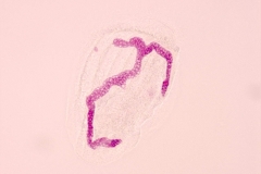 F.Erra Euplotes woodruffi (Feulgen)1