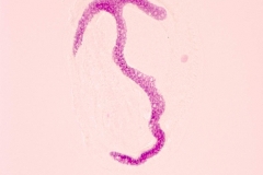 F.Erra Euplotes woodruffi (Feulgen)2