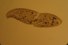 Loxodes striatus