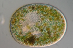 Nassula ornata