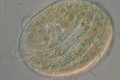 Pseudomicrothorax